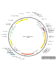 pGADT7-PLD3(human) PL43739 MiaoLingBio