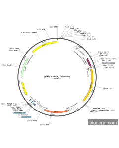 pGADT7-TMEM175(human) PL43763 MiaoLingBio