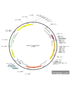 pGADT7-CLN3(human) PL43779 MiaoLingBio