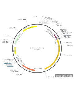 pGADT7-SNX14(human) PL43785 MiaoLingBio