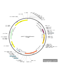 pGADT7-TMEM106B(human) PL43798 MiaoLingBio