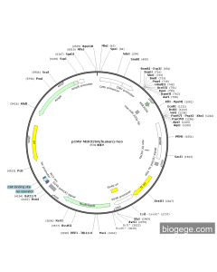 pCMV-MIR320A(human)-Neo PL43848 MiaoLingBio