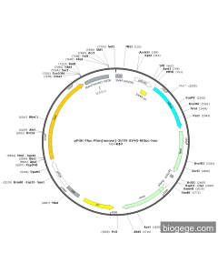 pPGK-Fluc-Pten(mouse)-3UTR-SV40-hRluc-Neo PL44342 MiaoLingBio