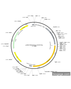 pCMV-ERAV(virus)-5UTR-Fluc PL44531 MiaoLingBio
