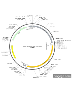 pFOXP1(human)-SNP-miniP-Fluc PL44946 MiaoLingBio