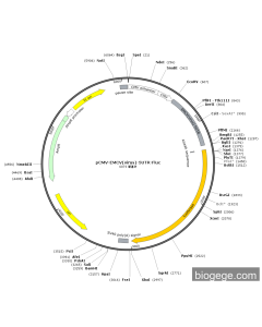pCMV-EMCV(virus)-5UTR-Fluc PL45120 MiaoLingBio