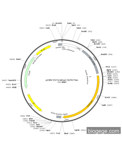 pCMV-EV71(virus)-5UTR-Fluc PL45131 MiaoLingBio