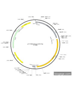 pT7-FMDV(virus)-5UTR-Fluc PL45420 MiaoLingBio