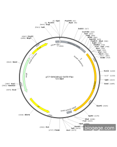 pT7-SVV(virus)-5UTR-Fluc PL45427 MiaoLingBio