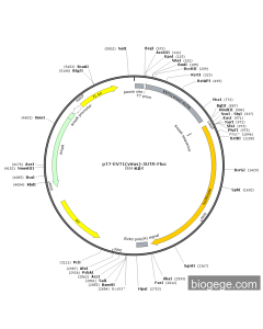 pT7-EV71(virus)-5UTR-Fluc PL45432 MiaoLingBio