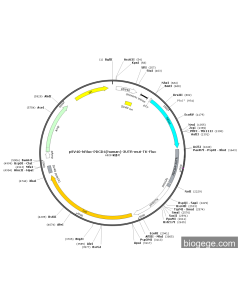 pSV40-hRluc-PDCD4(human)-3UTR-mut-TK-Fluc PL45435 MiaoLingBio