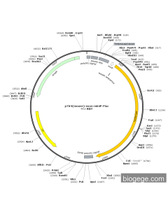 pTlr4(mouse)-exon-miniP-Fluc PL45470 MiaoLingBio