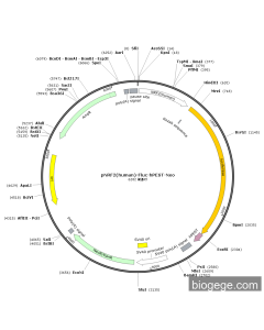 pNRF2(human)-Fluc-hPEST-Neo PL45537 MiaoLingBio
