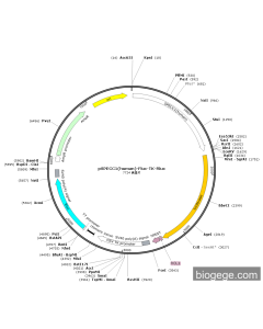 pSPECC1(human)-Fluc-TK-Rluc PL45585 MiaoLingBio