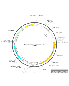 pSPECC1(human)-mut-Fluc-TK-Rluc PL45807 MiaoLingBio