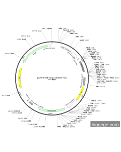 pCMV-PSME4(pig)-circRNA-Neo PL46046 MiaoLingBio