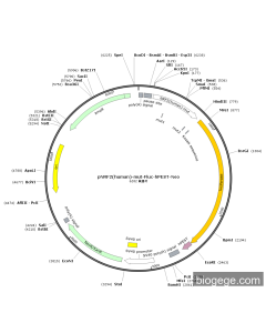 pNRF2(human)-mut-Fluc-hPEST-Neo PL46049 MiaoLingBio