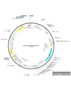 pLV3-SV40-hRluc-PGK-Puro PL46062 MiaoLingBio