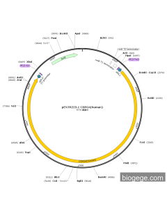 pENTR223.1-CSPG4(human) PL46692 MiaoLingBio