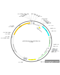 pSIRT3(human)-Fluc-SV40-hRluc-Neo PL46735 MiaoLingBio