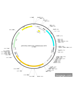 pSV40-Rluc-HSVTK-Fluc-ITGB6(human)-3UTR PL46773 MiaoLingBio