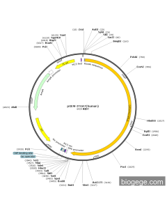 pGEM-ITGA7(human) PL47010 MiaoLingBio