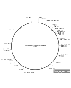 pCMV-SPORT6-Eci1(mouse)(2synonymous mutations) PL47023 MiaoLingBio