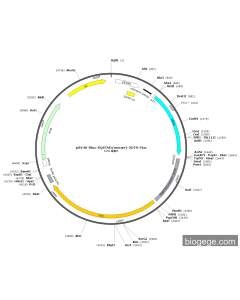 pSV40-Rluc-SQSTM1(mouse)-3UTR-Fluc PL47243 MiaoLingBio