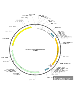 pENTR1A-CDKN1B(mouse)-V5 PL47678 MiaoLingBio