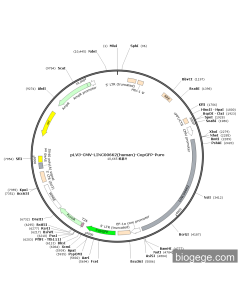 pLV3-CMV-LINC00662(human)-CopGFP-Puro PL47752 MiaoLingBio