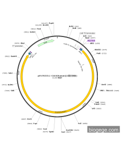 pENTR223.1-CUL9(human)(1synonymous mutations) PL47767 MiaoLingBio