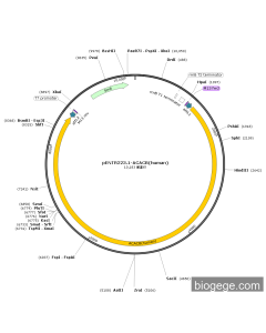 pENTR223.1-ACACB(human) PL47770 MiaoLingBio