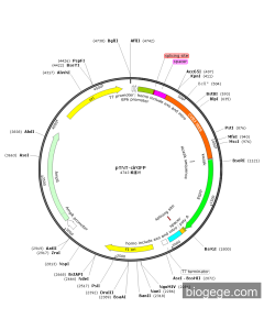 pTNT-cirGFP PL47794 MiaoLingBio