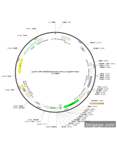 pLV3-CMV-MIR664(mouse)-EF1a-CopGFP-Puro PL47829 MiaoLingBio