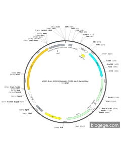 pPGK-fLuc-SF3A3(human)-3UTR-mut-SV40-Rluc PL48645 MiaoLingBio