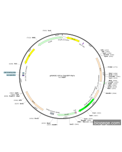 pAAVS1-EF1a-CopGFP-Puro PL48795 MiaoLingBio