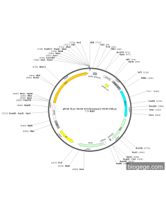 pPGK-fLuc-SV40-ATG5(mouse)-3UTR-hRLuc PL48810 MiaoLingBio