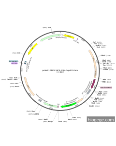 pAAVS1-MSCV-MCS-EF1a-CopGFP-Puro PL48889 MiaoLingBio