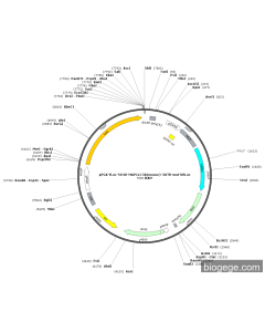 pPGK-fLuc-SV40-MAP1LC3A(mouse)-3UTR-mut-hRLuc PL49353 MiaoLingBio