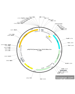 pSQSTM1(human)-fLuc-SV40-hRluc-Neo PL49501 MiaoLingBio