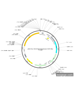 pPGK-Fluc-SV40-Map1lc3a(mouse)-3UTR-Rluc PL49515 MiaoLingBio