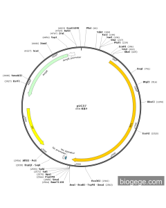 pUC-NCL(mouse) PL49569 MiaoLingBio