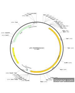 pUC-ADAM28(human) PL49577 MiaoLingBio