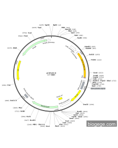 pCMV-EV71-5UTR-2A-Myc-Neo PL50012 MiaoLingBio