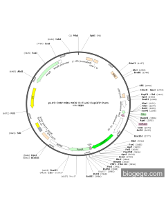 pLV3-CMV-Mito-MCS-3×FLAG-CopGFP-Puro PL50107 MiaoLingBio
