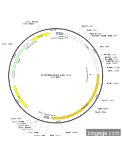 pCCBE1(human)-mut1-Fluc PL50243 MiaoLingBio