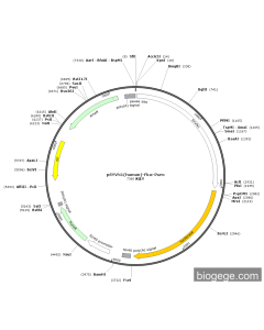 pSYVN1(human)-Fluc-Puro PL50387 MiaoLingBio