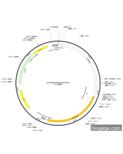 pCTNNB1(human)-Fluc PL50787 MiaoLingBio