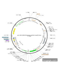 pLV-CMV-HMGCS1(human)-circRNA-CopGFP-Puro PL38123 MiaoLingBio