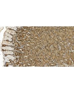 Flotillin 1 Polyclonal antibody 15571-1-AP proteintech